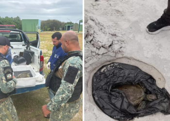 A Guarda Civil de Cabo Frio resgatou uma tartaruga marinha e uma lontra ferida. Animais receberam atendimento em instituições especializadas para recuperação.