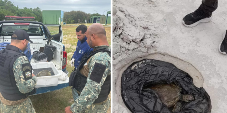 A Guarda Civil de Cabo Frio resgatou uma tartaruga marinha e uma lontra ferida. Animais receberam atendimento em instituições especializadas para recuperação.