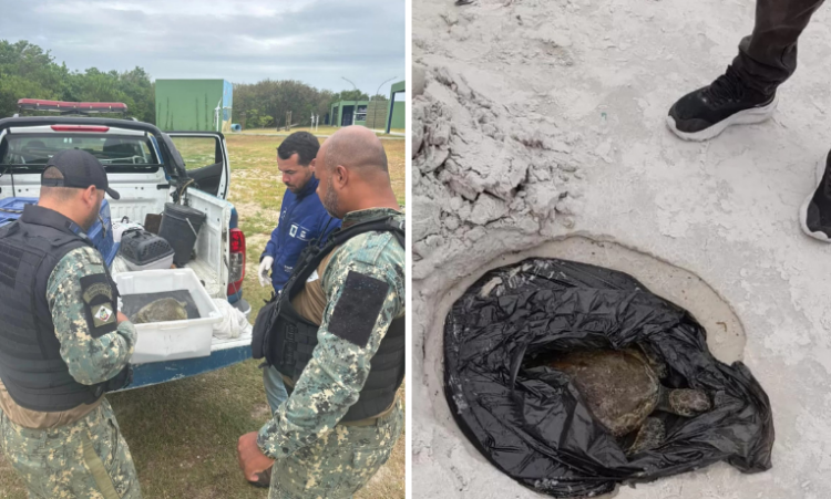 A Guarda Civil de Cabo Frio resgatou uma tartaruga marinha e uma lontra ferida. Animais receberam atendimento em instituições especializadas para recuperação.