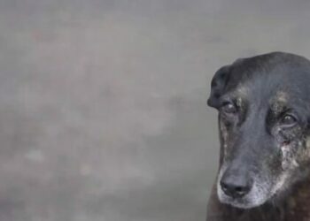 Caso envolvendo morte de cão comunitário segue sendo investigado e provoca repercussão nacional.