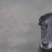 Caso envolvendo morte de cão comunitário segue sendo investigado e provoca repercussão nacional.