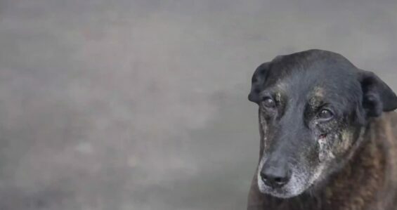 Caso envolvendo morte de cão comunitário segue sendo investigado e provoca repercussão nacional.