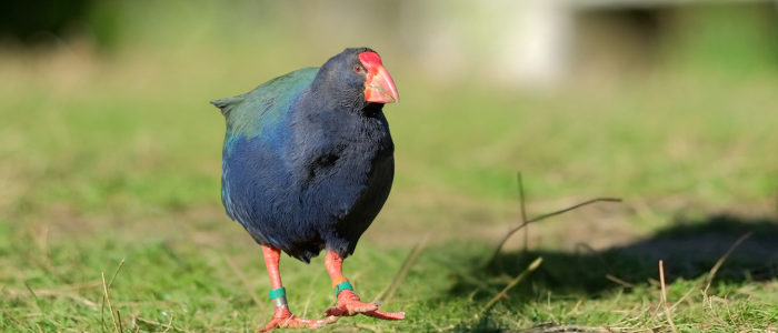 Lenda viva da biologia: ave extinta reaparece e retorna a habitats históricos
