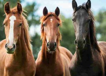 Pesquisa revela que cavalos podem identificar o medo humano pelo cheiro do suor