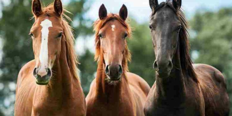 Pesquisa revela que cavalos podem identificar o medo humano pelo cheiro do suor