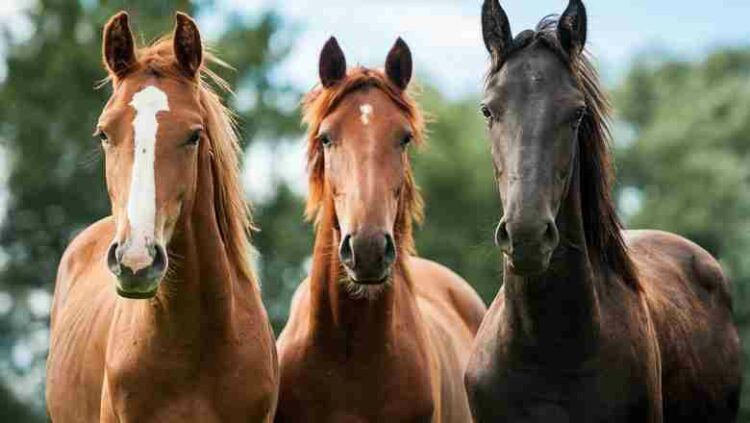 Pesquisa revela que cavalos podem identificar o medo humano pelo cheiro do suor