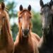 Pesquisa revela que cavalos podem identificar o medo humano pelo cheiro do suor
