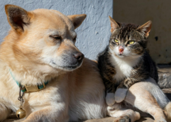 Comissão de Direitos Humanos do Senado aprova Estatuto dos Cães e Gatos, que prevê penas de até 10 anos para maus-tratos. Texto segue para análise da CCJ sobre constitucionalidade.