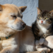 Comissão de Direitos Humanos do Senado aprova Estatuto dos Cães e Gatos, que prevê penas de até 10 anos para maus-tratos. Texto segue para análise da CCJ sobre constitucionalidade.