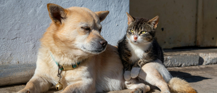 Comissão de Direitos Humanos do Senado aprova Estatuto dos Cães e Gatos, que prevê penas de até 10 anos para maus-tratos. Texto segue para análise da CCJ sobre constitucionalidade.