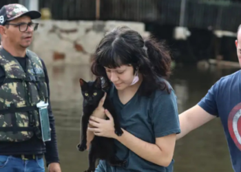 O Senado aprovou o PL 2950/2019, que estabelece protocolos para proteção de animais domésticos e silvestres em emergências, desastres e acidentes, fortalecendo a integração entre políticas de defesa civil e meio ambiente.
