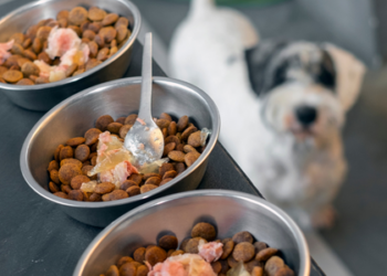 Durante o Carnaval, serviços de hospedagem, creche e pet sitter garantem cuidado seguro e bem-estar de cães e gatos, com aumento de 60% na demanda por soluções confiáveis para tutores.