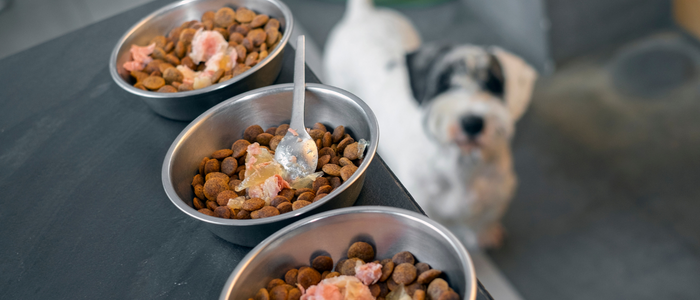Durante o Carnaval, serviços de hospedagem, creche e pet sitter garantem cuidado seguro e bem-estar de cães e gatos, com aumento de 60% na demanda por soluções confiáveis para tutores.