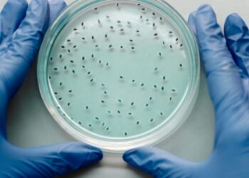 Pesquisa publicada na Nature Microbiology aponta relação direta entre microbioma e imunidade em pacientes com HIV.