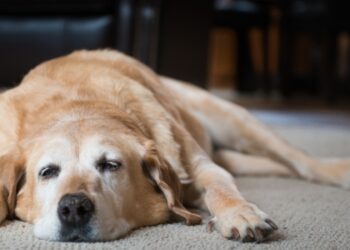 Depressão em pets existe? Veja sinais, causas mais comuns e quando buscar ajuda veterinária.