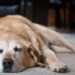 Depressão em pets existe? Veja sinais, causas mais comuns e quando buscar ajuda veterinária.
