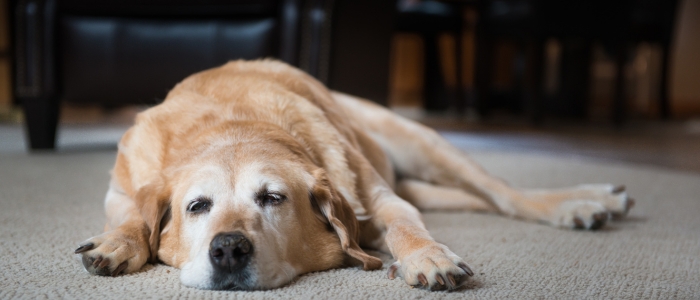 Depressão em pets existe? Veja sinais, causas mais comuns e quando buscar ajuda veterinária.