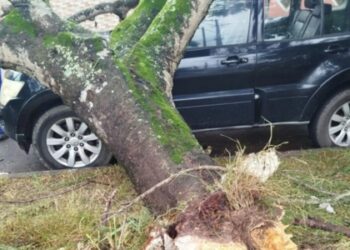 Defesa Civil continua atuando em Rio das Ostras após fortes rajadas de vento atingirem a cidade e provocarem quedas de árvores em diversos bairros.