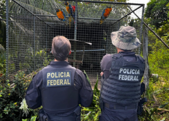 Polícia Federal realiza Operação Extinção Zero contra organização criminosa que traficava animais silvestres ameaçados de extinção para o exterior.