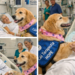 Hospital aposta em terapia com cães para ajudar na recuperação de pacientes