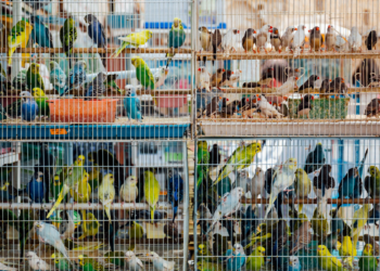 Ação em Duque de Caxias combate comércio ilegal de animais e resulta em prisões.