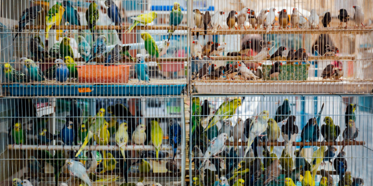 Ação em Duque de Caxias combate comércio ilegal de animais e resulta em prisões.