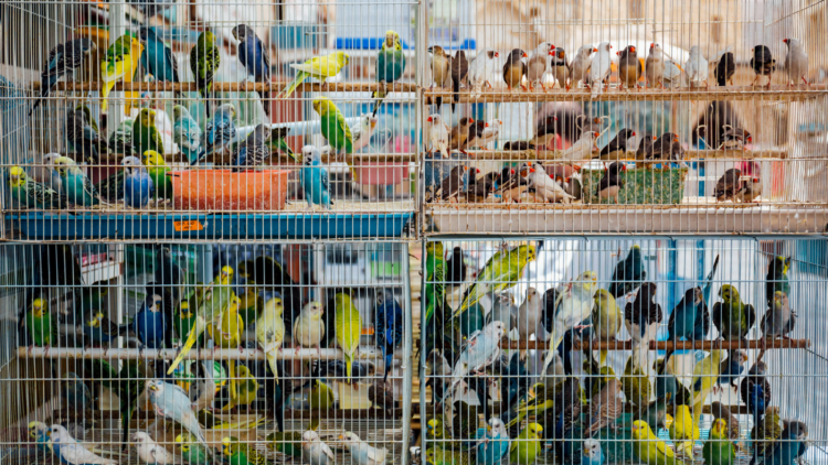 Ação em Duque de Caxias combate comércio ilegal de animais e resulta em prisões.