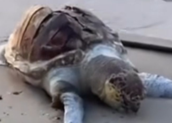Carcaças de tartarugas foram localizadas na faixa de areia, indicando possível morte ainda no mar antes de chegar à costa.