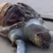 Carcaças de tartarugas foram localizadas na faixa de areia, indicando possível morte ainda no mar antes de chegar à costa.