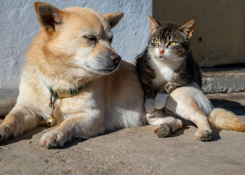 Novas medidas anunciadas em Brasília reforçam combate aos maus-tratos e criam estrutura para resgate de animais em catástrofes ambientais.