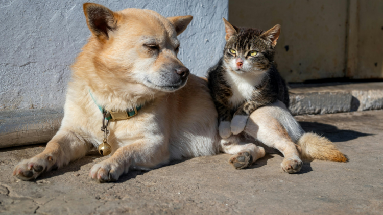 Novas medidas anunciadas em Brasília reforçam combate aos maus-tratos e criam estrutura para resgate de animais em catástrofes ambientais.