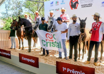 Exposição reúne criadores de todo o Brasil e destaca a qualidade genética do Mangalarga Marchador