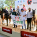 Exposição reúne criadores de todo o Brasil e destaca a qualidade genética do Mangalarga Marchador