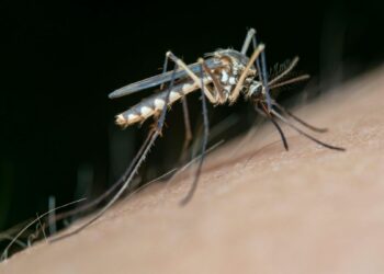 Estudo revela como cheiro, calor e cores influenciam a atração de mosquitos por humanos.