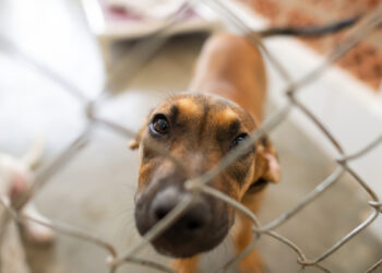 Feira de adoção de animais acontece nesta quinta em Rio das Ostras.
