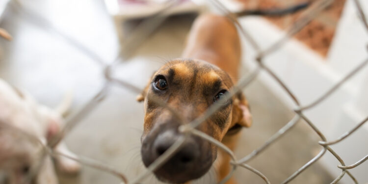 Feira de adoção de animais acontece nesta quinta em Rio das Ostras.