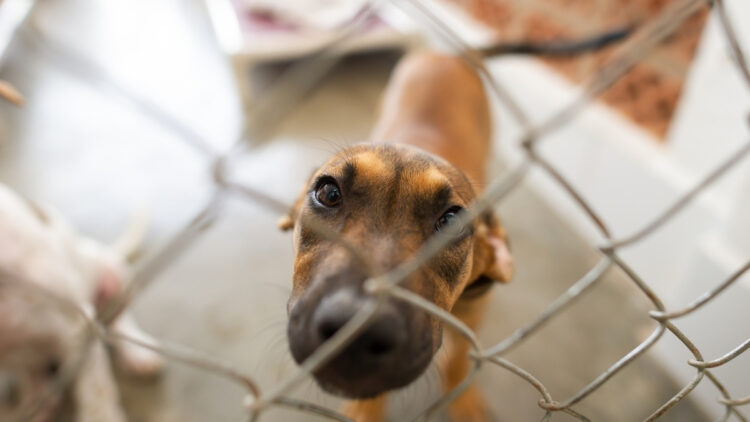 Feira de adoção de animais acontece nesta quinta em Rio das Ostras.