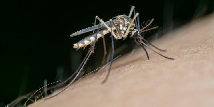 Estudo revela como cheiro, calor e cores influenciam a atração de mosquitos por humanos.