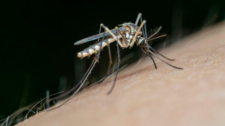 Estudo revela como cheiro, calor e cores influenciam a atração de mosquitos por humanos.
