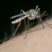 Estudo revela como cheiro, calor e cores influenciam a atração de mosquitos por humanos.