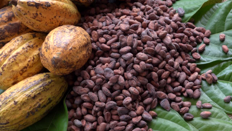 Chocolate mais caro: entenda a alta do cacau