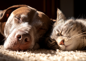 São Paulo regulamenta sepultamento de pets em jazigos familiares e oferece alternativa à cremação animal.