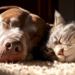 São Paulo regulamenta sepultamento de pets em jazigos familiares e oferece alternativa à cremação animal.