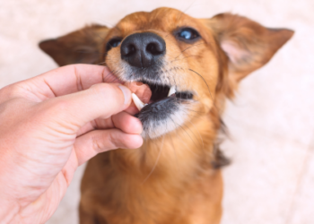 Personalizar medicamentos para cães e gatos melhora adesão a tratamentos diários, reduz estresse e facilita cuidados com doenças crônicas, cardíacas ou hormonais.