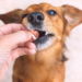 Personalizar medicamentos para cães e gatos melhora adesão a tratamentos diários, reduz estresse e facilita cuidados com doenças crônicas, cardíacas ou hormonais.