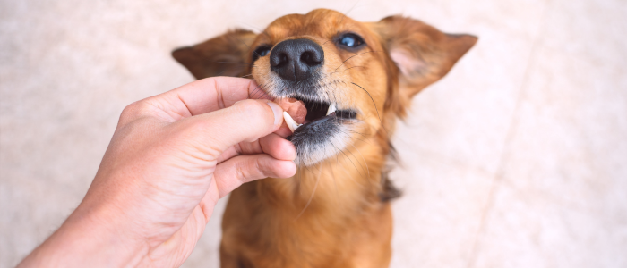 Personalizar medicamentos para cães e gatos melhora adesão a tratamentos diários, reduz estresse e facilita cuidados com doenças crônicas, cardíacas ou hormonais.