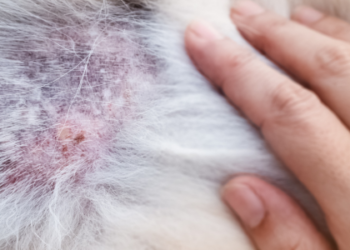 Com o calor e a umidade, cães e gatos ficam mais suscetíveis a doenças de pele. Dermatites, alergias e infecções exigem atenção e prevenção dos tutores.