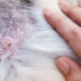 Com o calor e a umidade, cães e gatos ficam mais suscetíveis a doenças de pele. Dermatites, alergias e infecções exigem atenção e prevenção dos tutores.