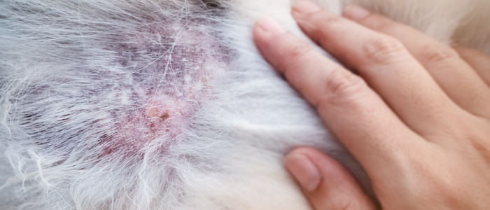 Com o calor e a umidade, cães e gatos ficam mais suscetíveis a doenças de pele. Dermatites, alergias e infecções exigem atenção e prevenção dos tutores.