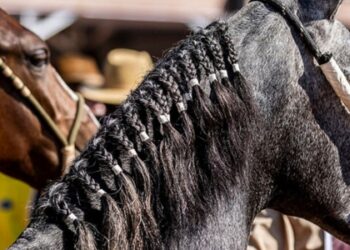 Expo Mangalarga Marchador 2026 acontece em Macaé com julgamentos, provas e shows gratuitos até sábado no Parque Latiff Mussi.